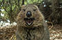 Quokka