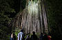 Curtain fig at night