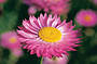 See Pink Everlastings
