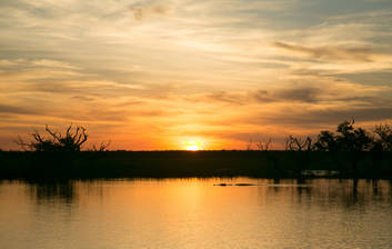 Crocodile cruising in the reflection of the sunset